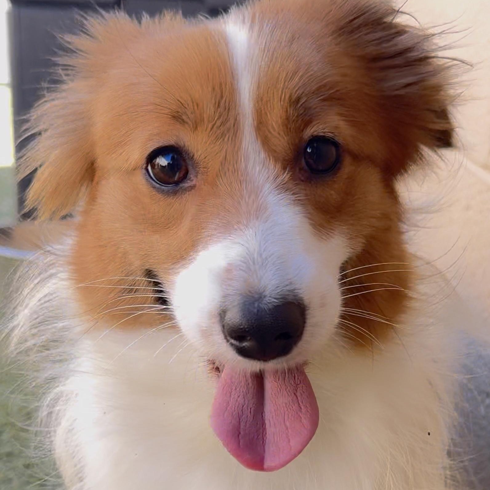Claire, an adoptable Shetland Sheepdog / Sheltie, Papillon in Charlotte, NC, 28210 | Photo Image 3