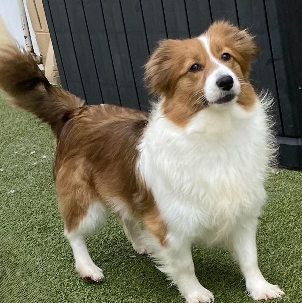 Claire, Adoptable, Adult Female Shetland Sheepdog / Sheltie & Papillon.