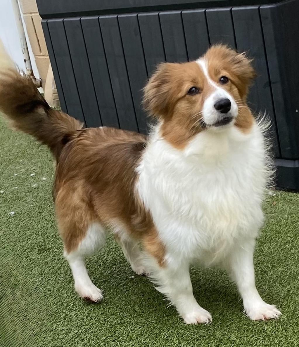 Claire, an adoptable Shetland Sheepdog / Sheltie, Papillon in Charlotte, NC, 28210 | Photo Image 1