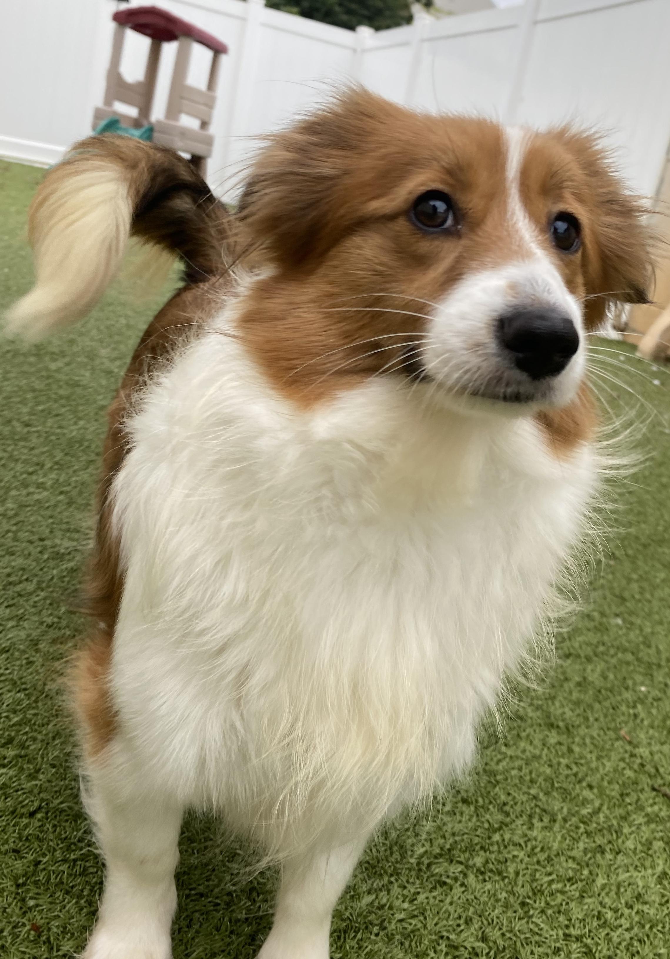 Claire, an adoptable Shetland Sheepdog / Sheltie, Papillon in Charlotte, NC, 28210 | Photo Image 5