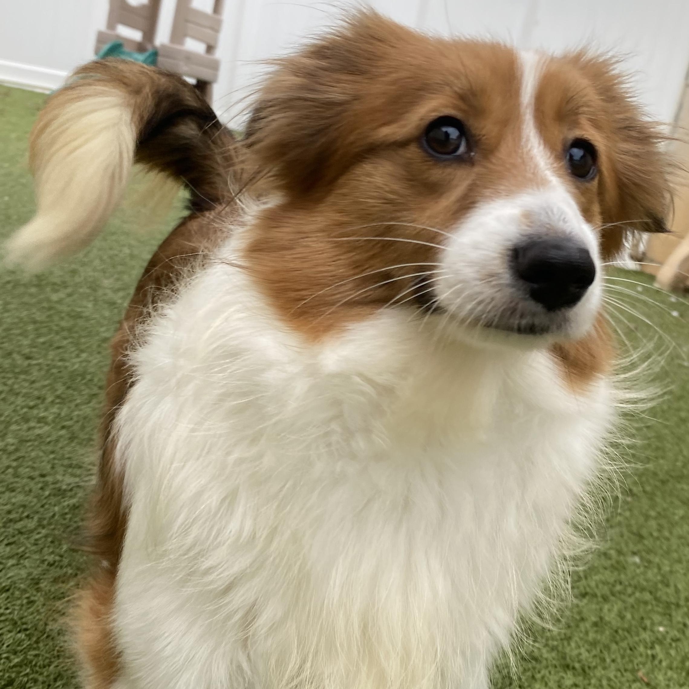 Claire, a Adoptable mixed breed in Charlotte, NC image 2/5