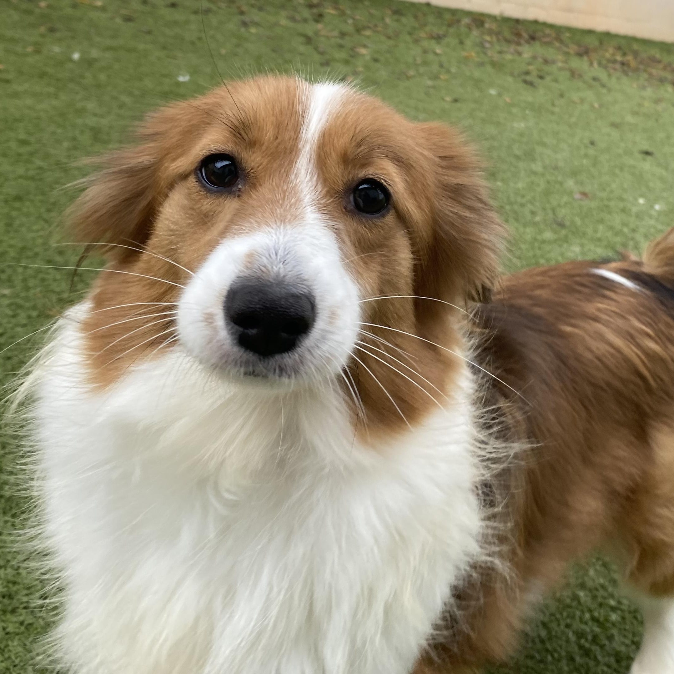 Claire, a Adoptable mixed breed in Charlotte, NC image 3/5