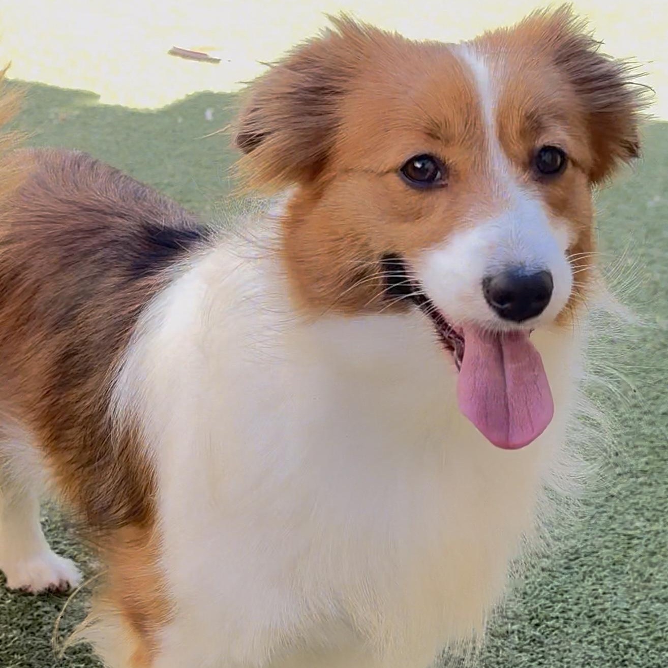 Claire, an adoptable Shetland Sheepdog / Sheltie, Papillon in Charlotte, NC, 28210 | Photo Image 2
