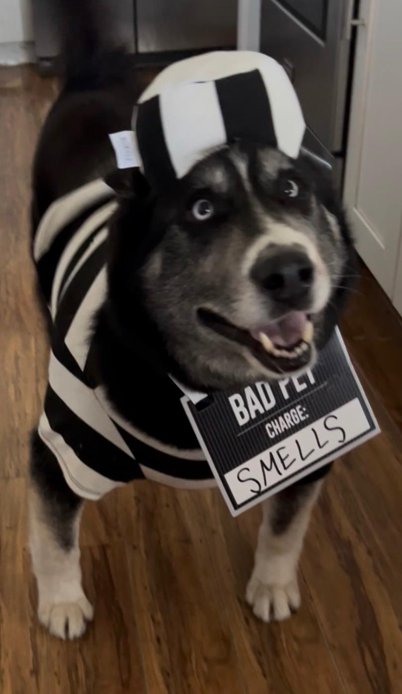 Enlarge Sam, a Adoptable Husky in Murrieta, CA image 3/4