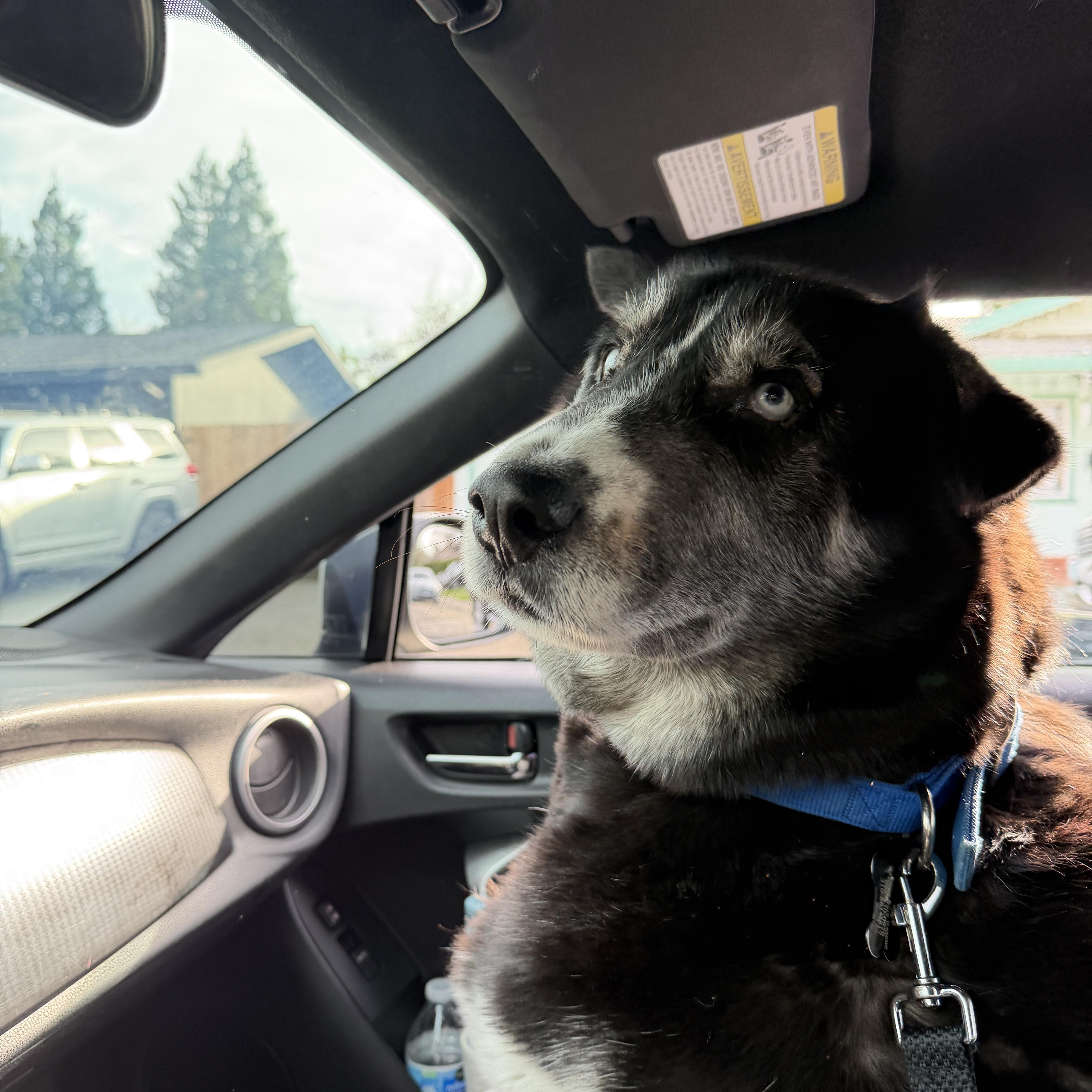 Enlarge Sam, a Adoptable Husky in Murrieta, CA image 2/4
