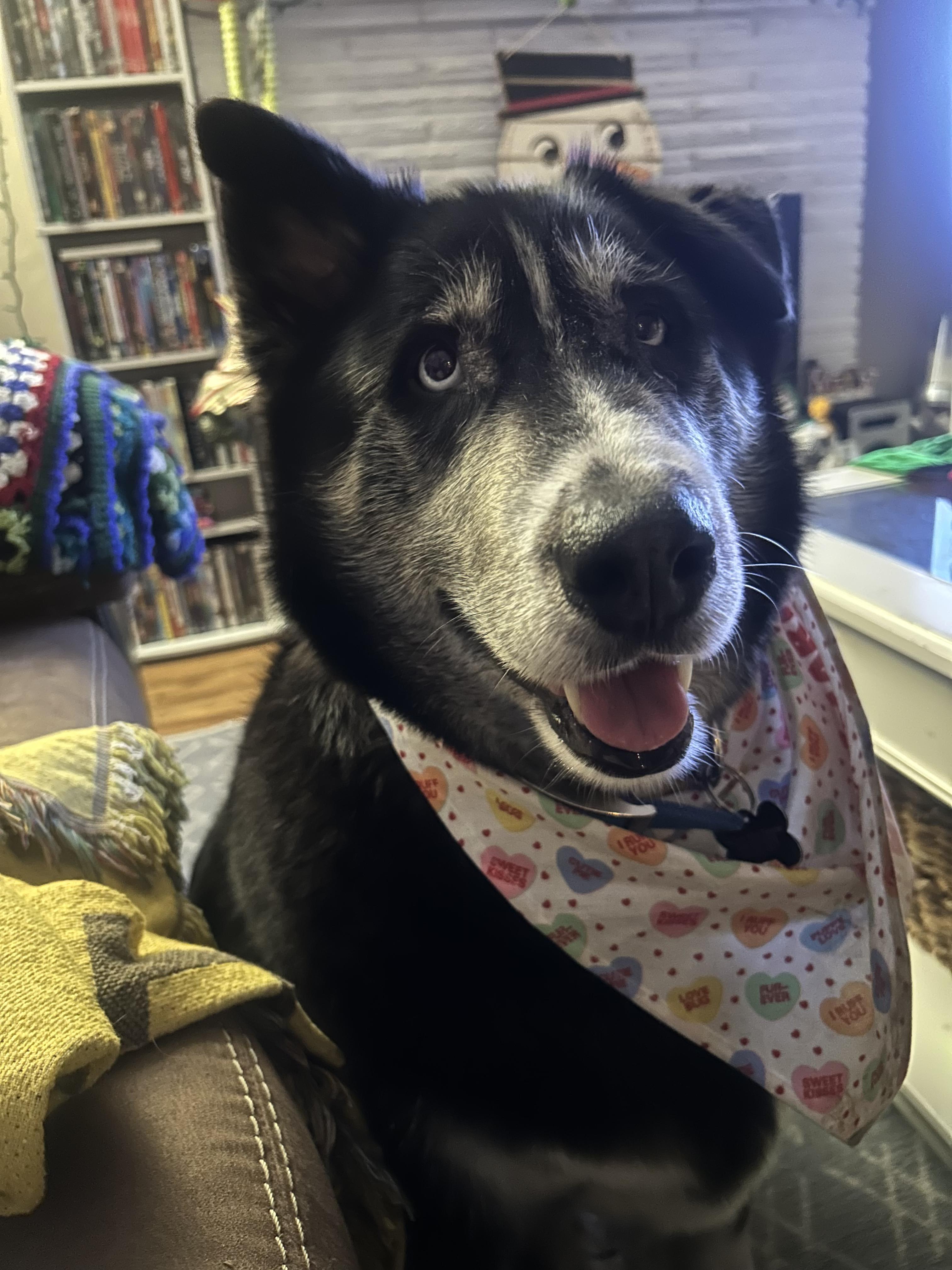 Enlarge Sam, a Adoptable Husky in Murrieta, CA image 1/4