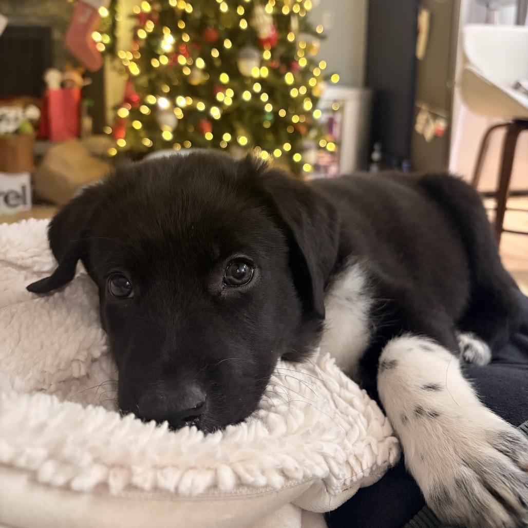 Enlarge Magnitude, a Adoptable mixed breed in Overland Park, KS image 1/4