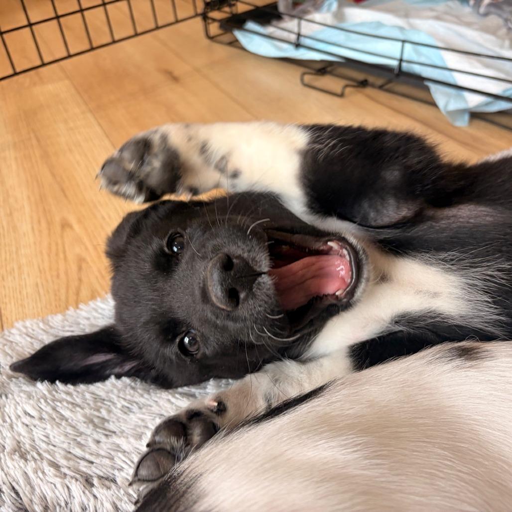 Enlarge Magnitude, a Adoptable mixed breed in Overland Park, KS image 2/4