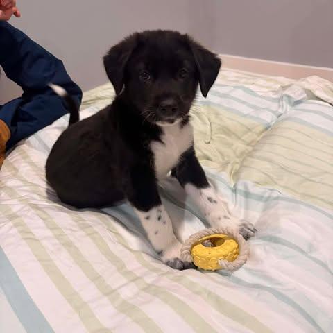 Enlarge Magnitude, a Adoptable mixed breed in Overland Park, KS image 3/4