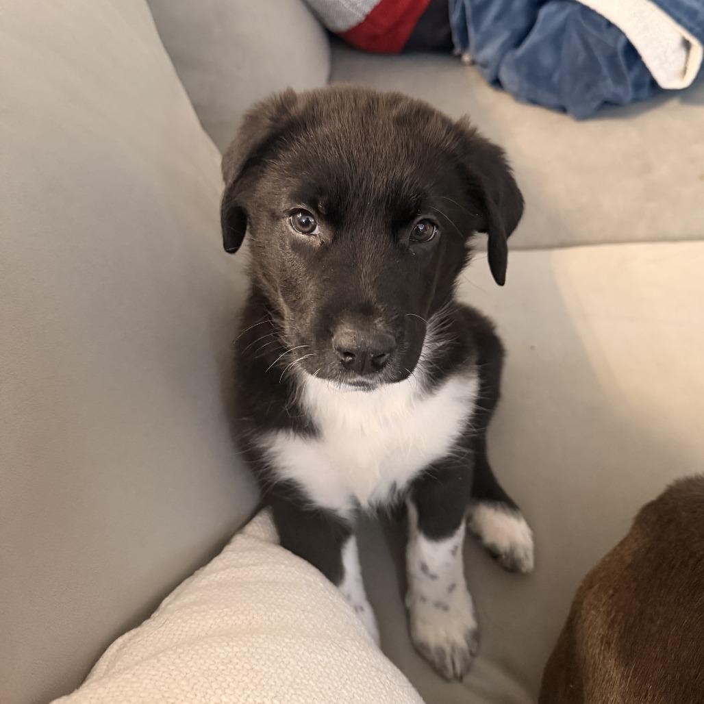 Enlarge Magnitude, a Adoptable mixed breed in Overland Park, KS image 4/4