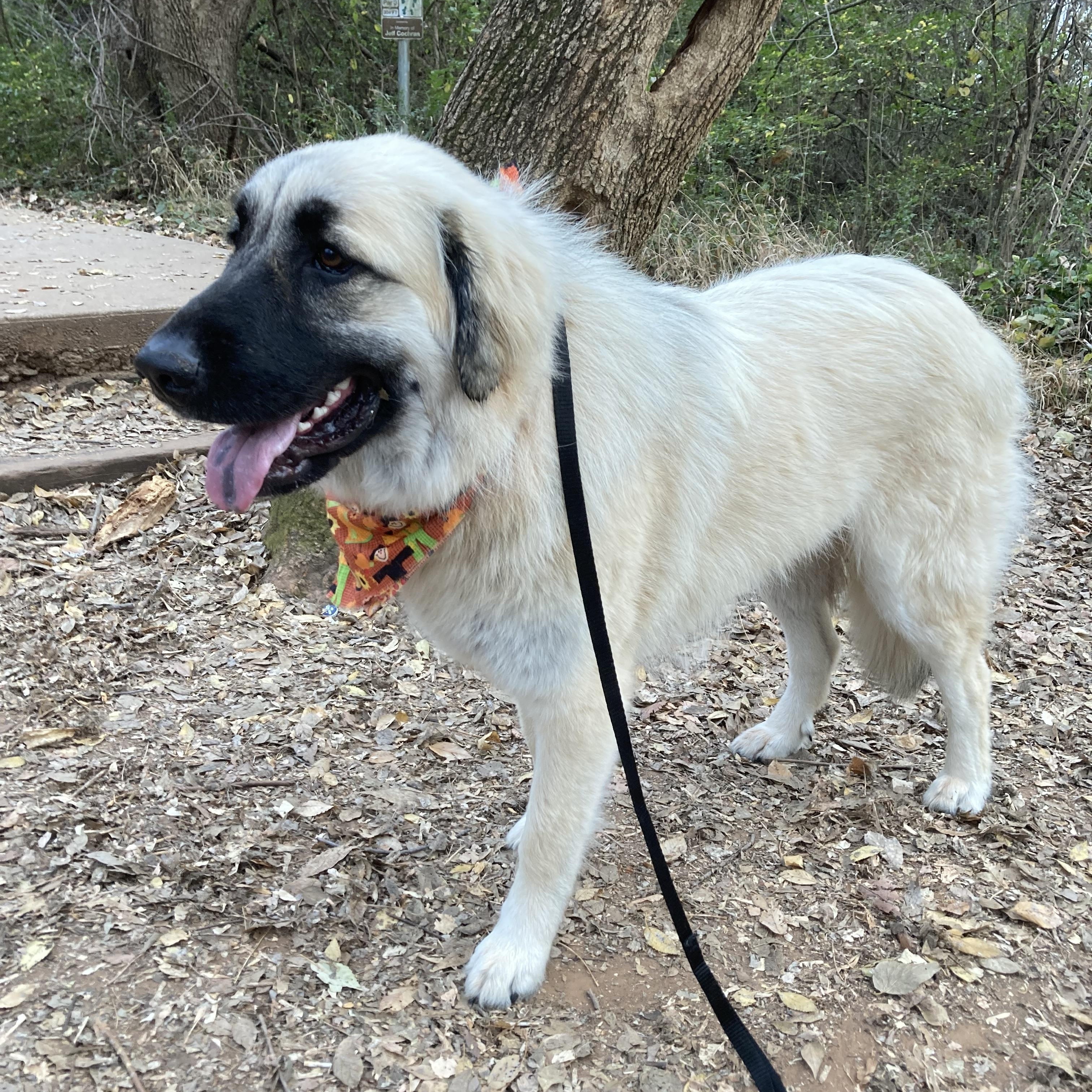 Tori, a Adoptable mixed breed in Indianapolis, IN image 2/6