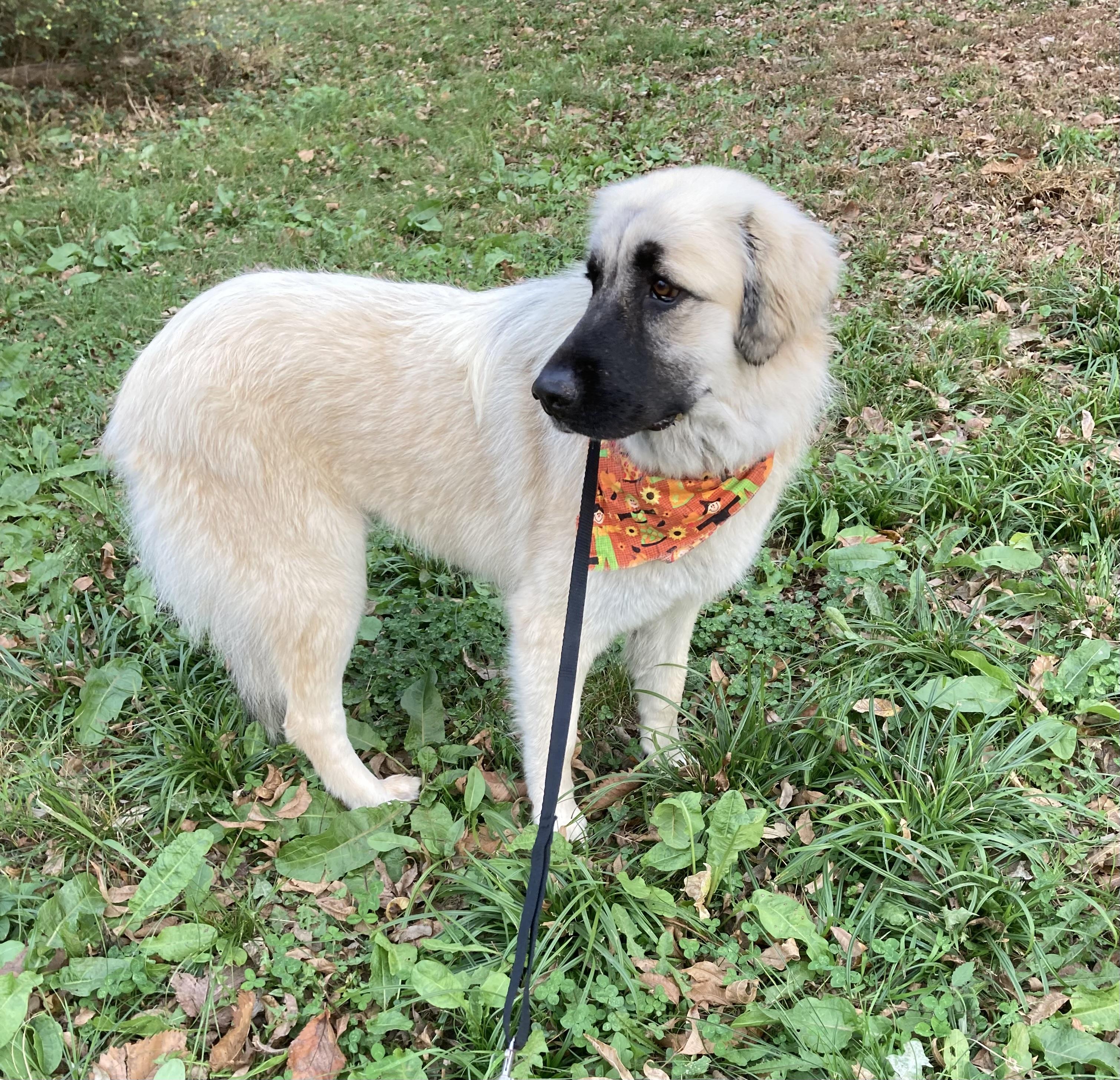 Tori, a Adoptable mixed breed in Indianapolis, IN image 6/6