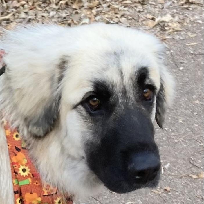 Tori, a Adoptable mixed breed in Indianapolis, IN image 1/6