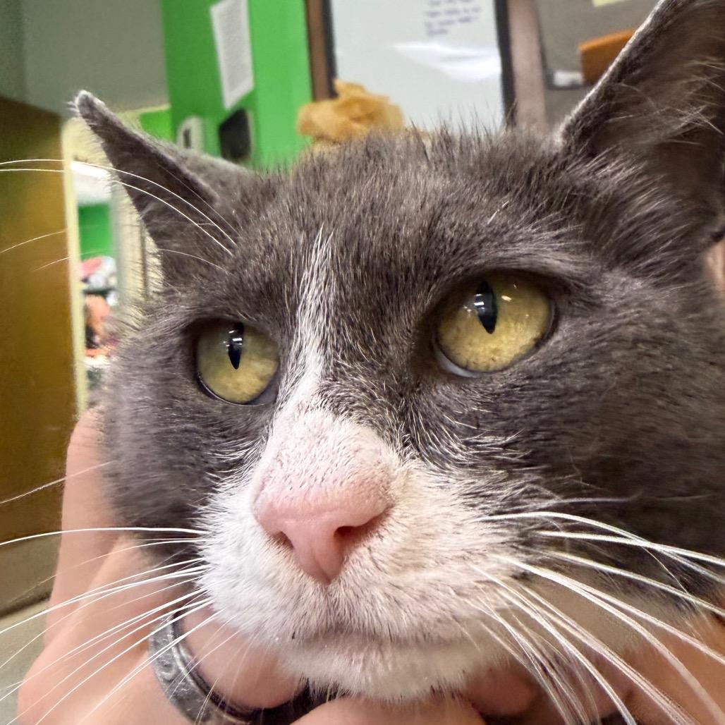 Enlarge Koozie, a Adoptable Domestic Short Hair in Beckley, WV image 1/1