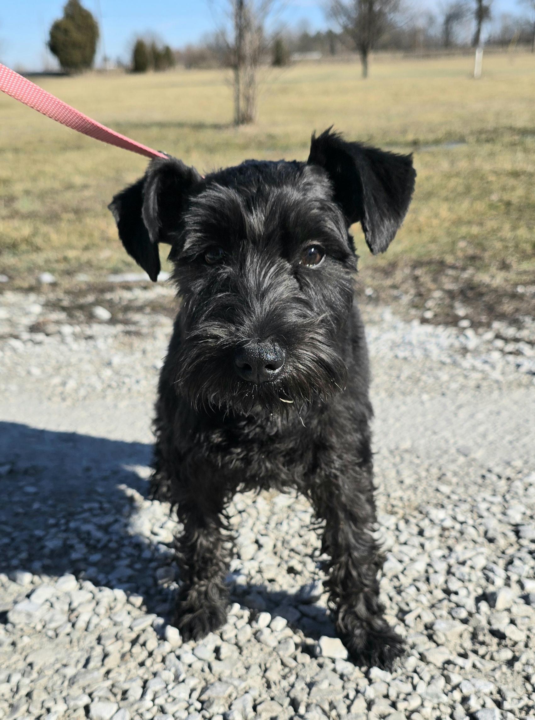 Enlarge Katee, a ADOPTABLE Miniature Schnauzer in Terre Haute, IN image 3/4