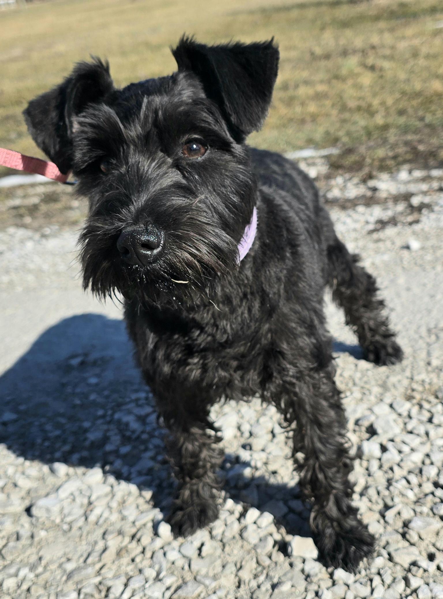 Enlarge Katee, a ADOPTABLE Miniature Schnauzer in Terre Haute, IN image 2/4