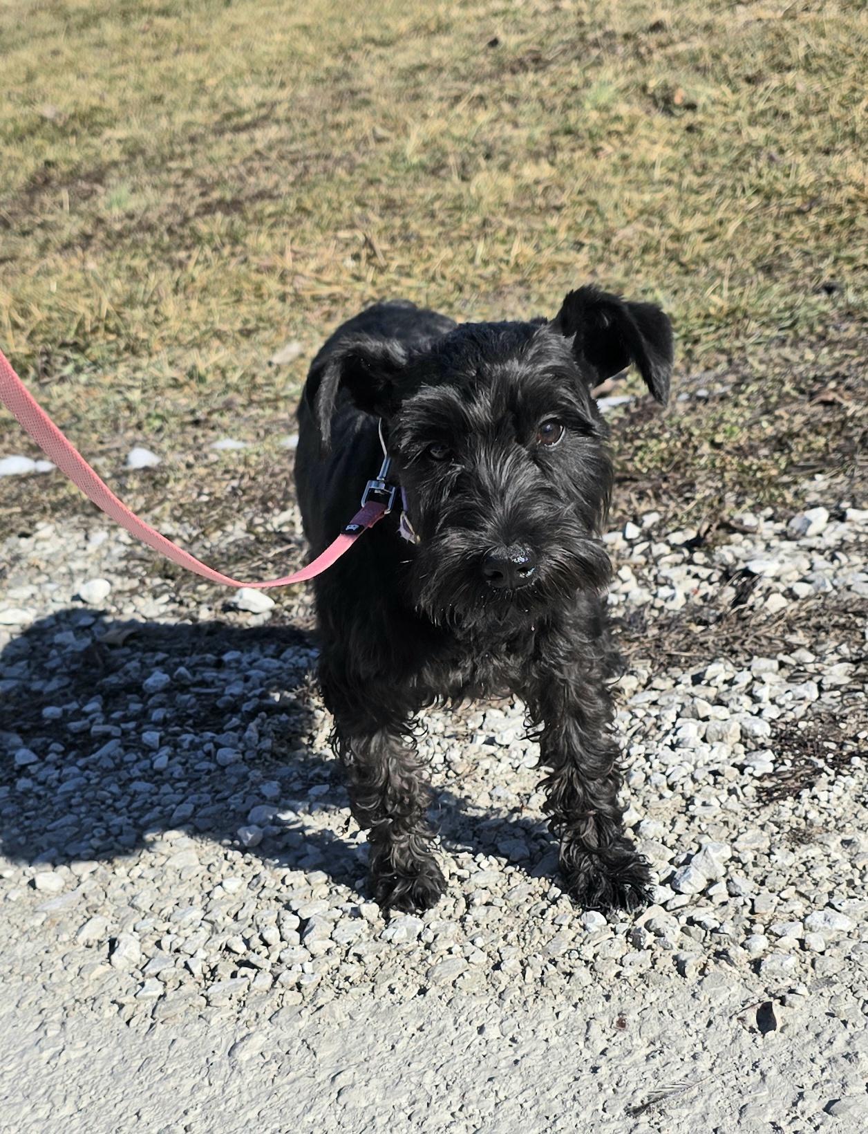 Katee, ADOPTABLE, Puppy Female Miniature Schnauzer.