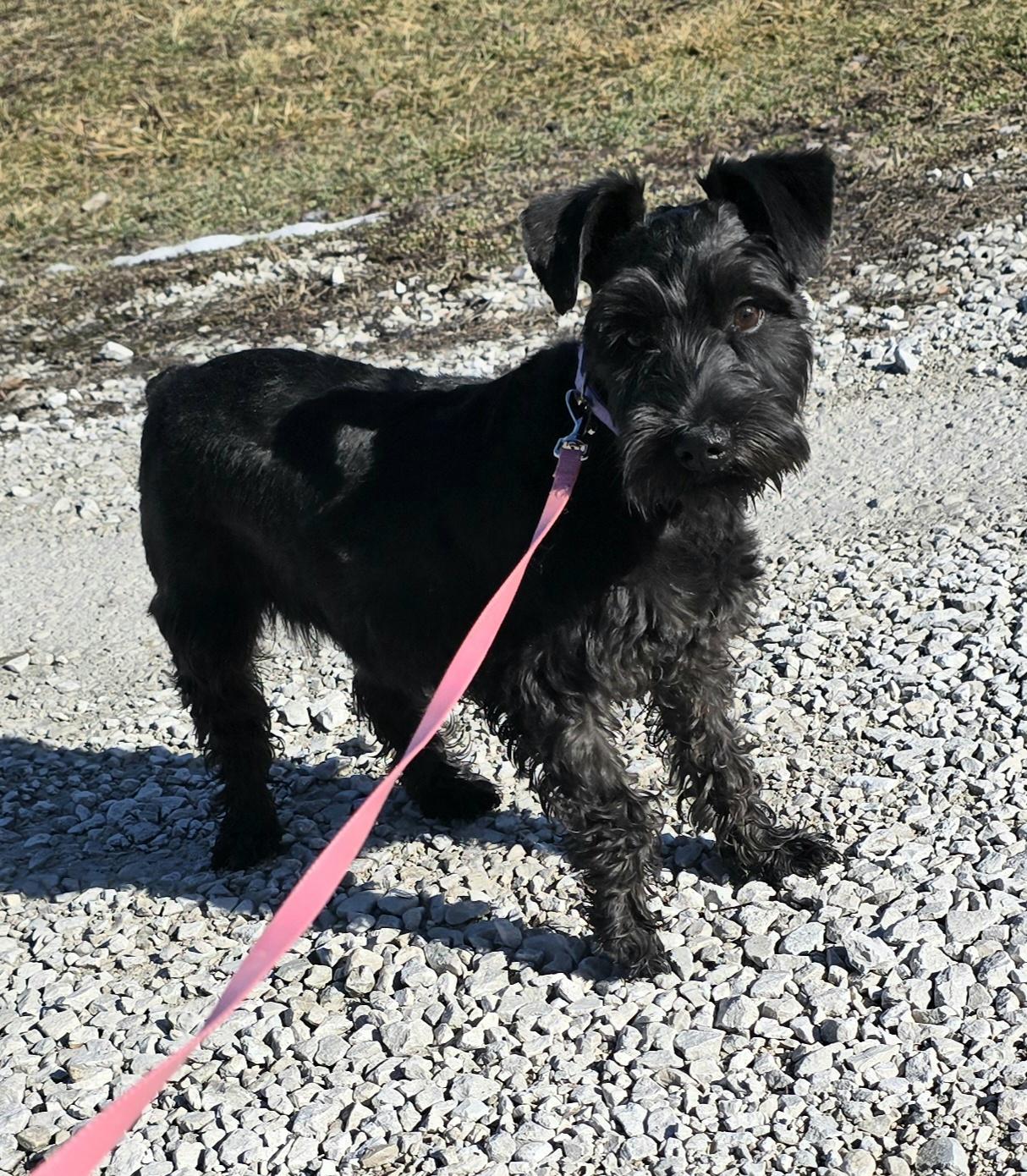 Enlarge Katee, a ADOPTABLE Miniature Schnauzer in Terre Haute, IN image 4/4