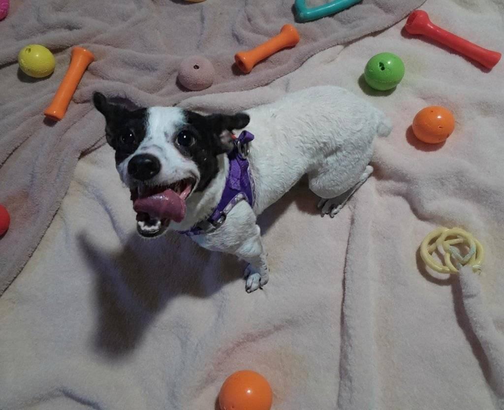 Luna, a Adoptable mixed breed in Hollywood, FL image 1/2