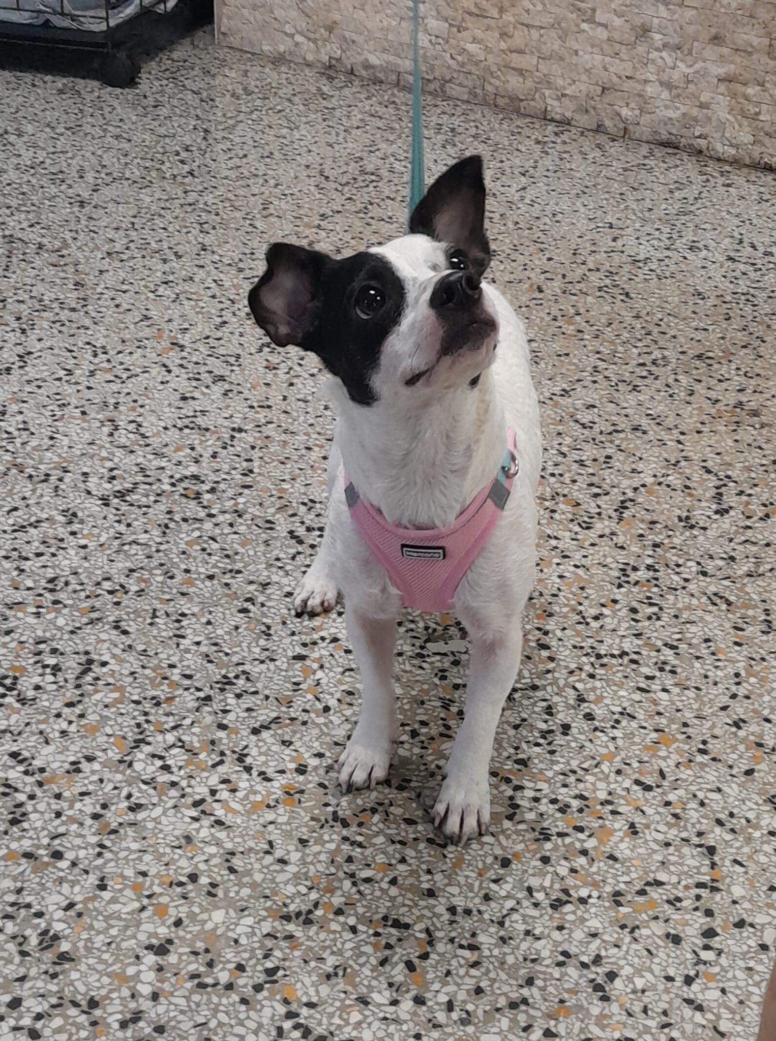 Luna, a Adoptable mixed breed in Hollywood, FL image 2/2