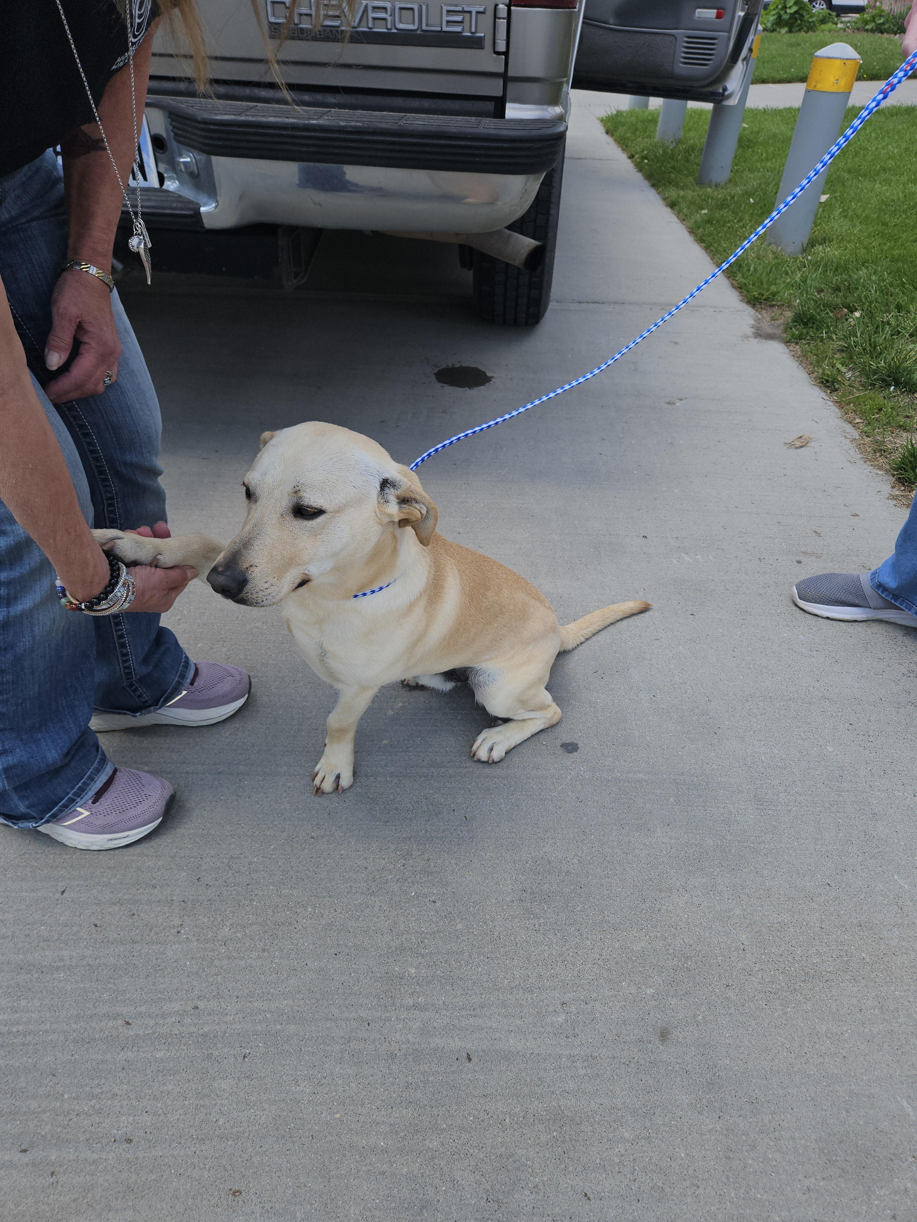 Frank, Adopted, Young Male Yellow Labrador Retriever & Corgi.