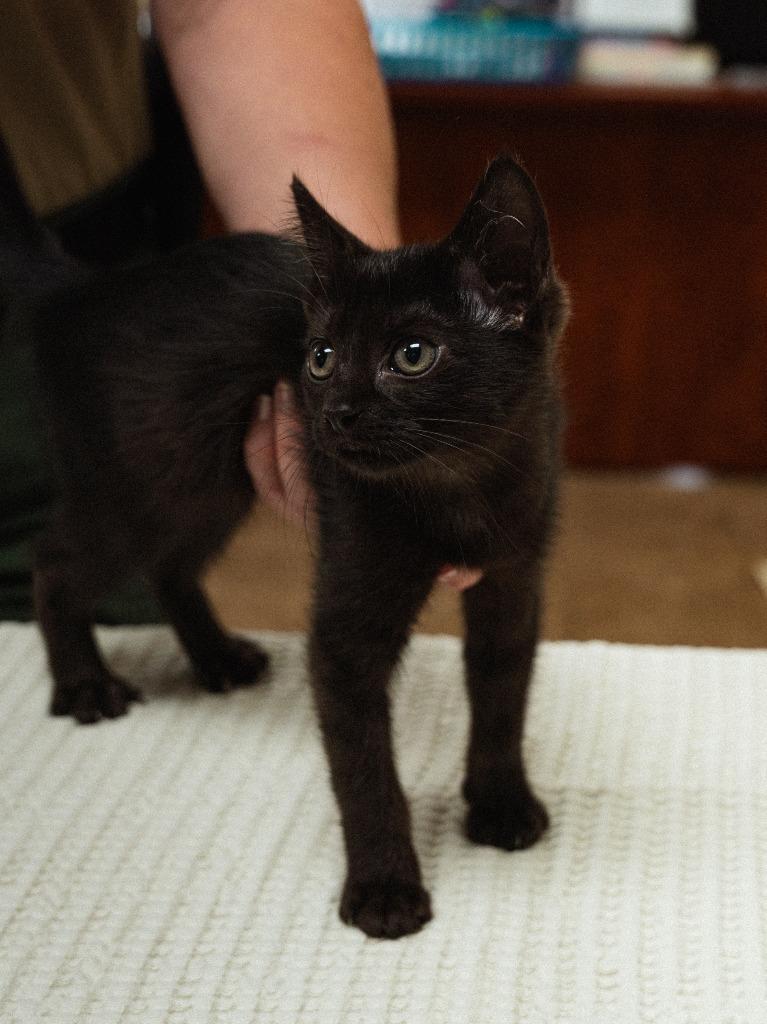 Enlarge Luna Cat, a Adoptable mixed breed in Mocksville, NC image 2/4