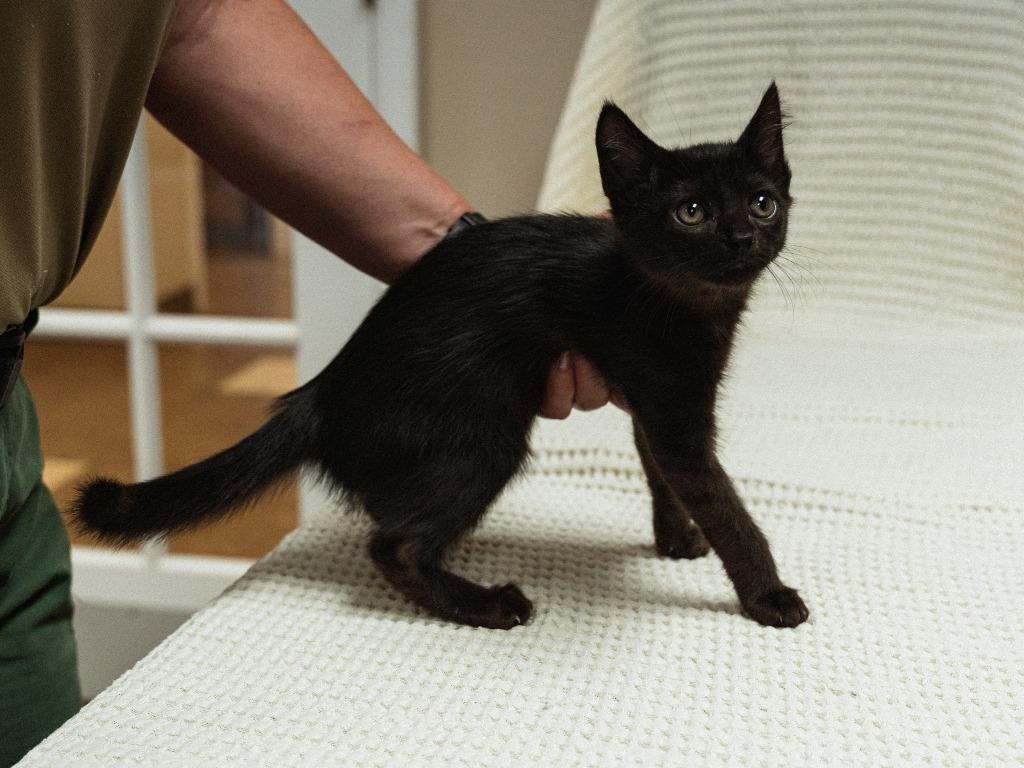 Enlarge Luna Cat, a Adoptable mixed breed in Mocksville, NC image 3/4