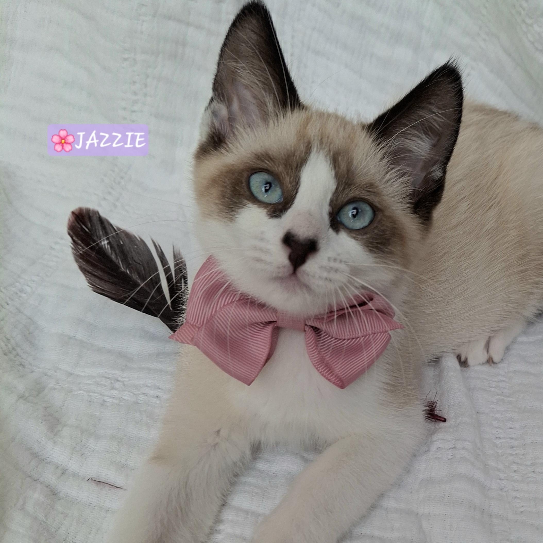Jazzie & Jinx, adopted, Kitten Female Ragdoll & Domestic Short Hair.