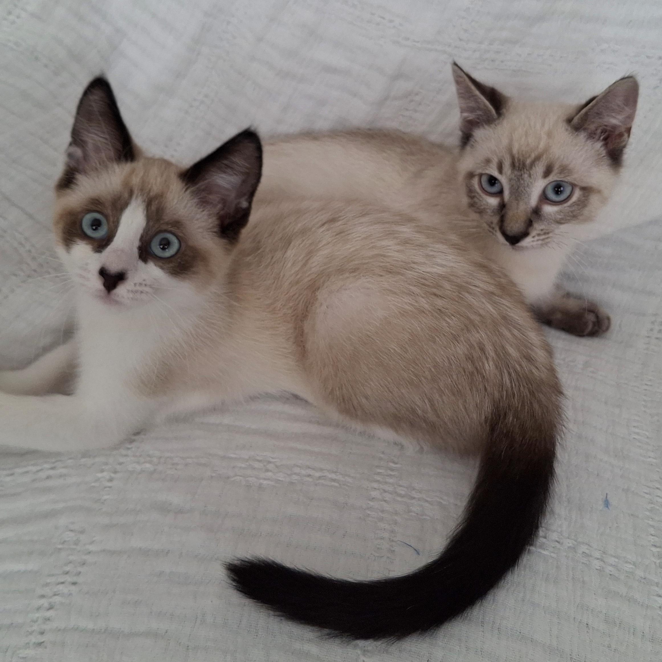Enlarge Jazzie & Jinx, an adopted mixed breed in Yorba Linda, CA image 2/6