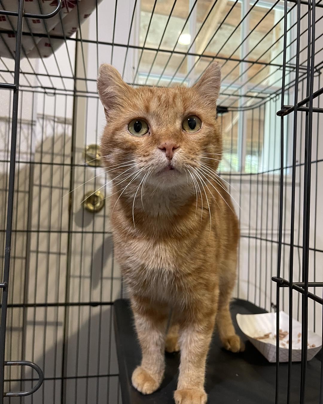 Creature, adoptable, Adult Male Domestic Short Hair.