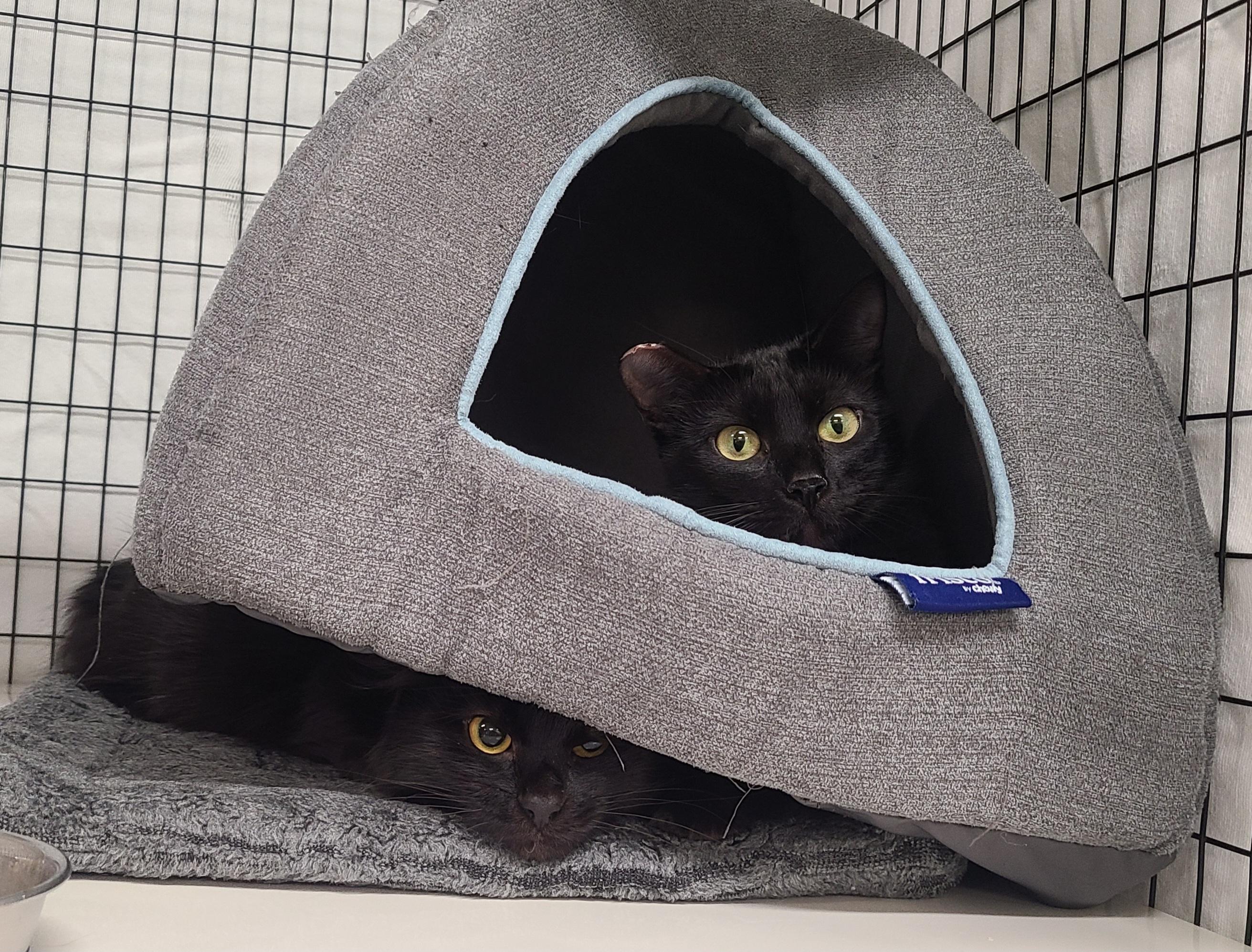 Carlotta & Carly, ADOPTABLE, Young Female Domestic Medium Hair.