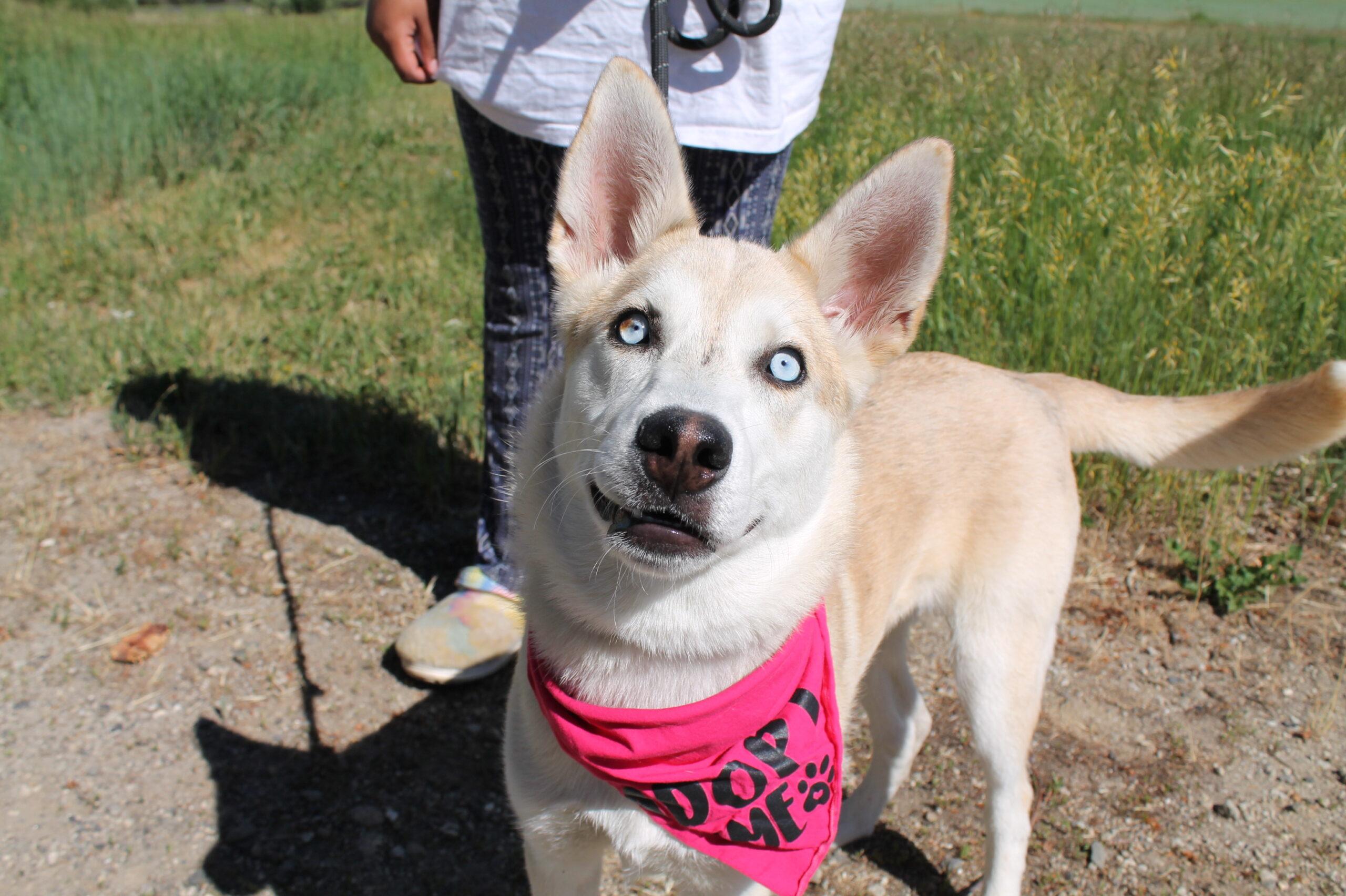 Camila, a ADOPTABLE mixed breed in McCall, ID image 2/2