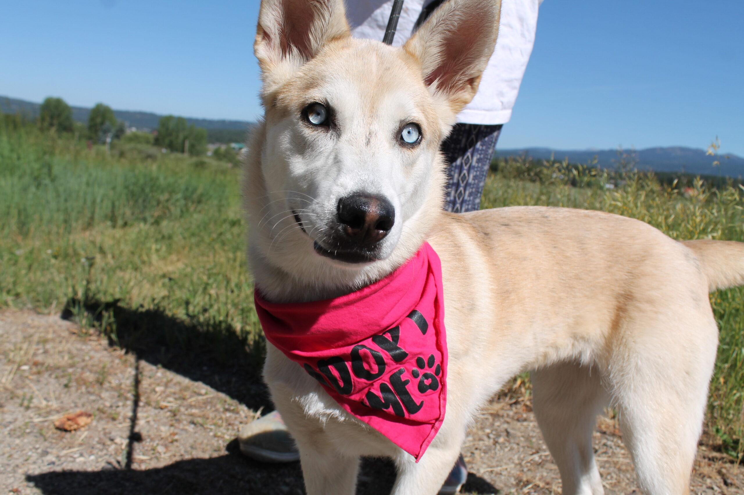 Camila, a ADOPTABLE mixed breed in McCall, ID image 1/2