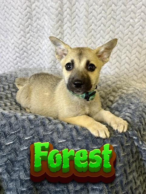 Enlarge Forest, a ADOPTABLE mixed breed in Comfort, TX image 1/1