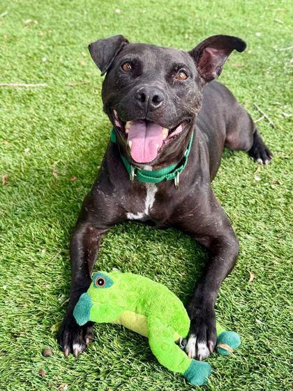 Enlarge Stefan - 2, a Adoptable mixed breed in Daytona Beach, FL image 1/2