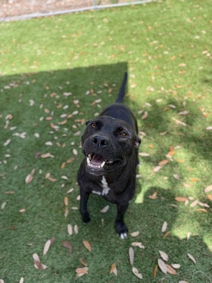 Enlarge Stefan - 2, a Adoptable mixed breed in Daytona Beach, FL image 1/2