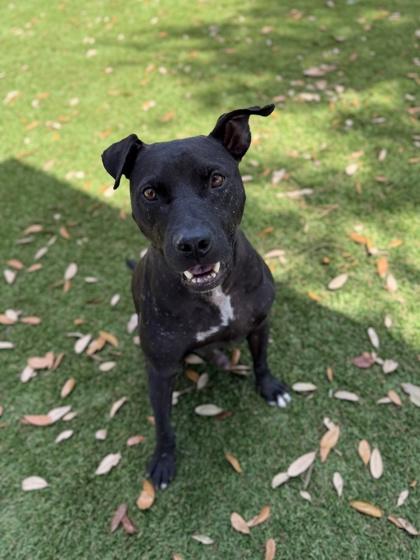 Enlarge Stefan - 2, a Adoptable mixed breed in Daytona Beach, FL image 2/2