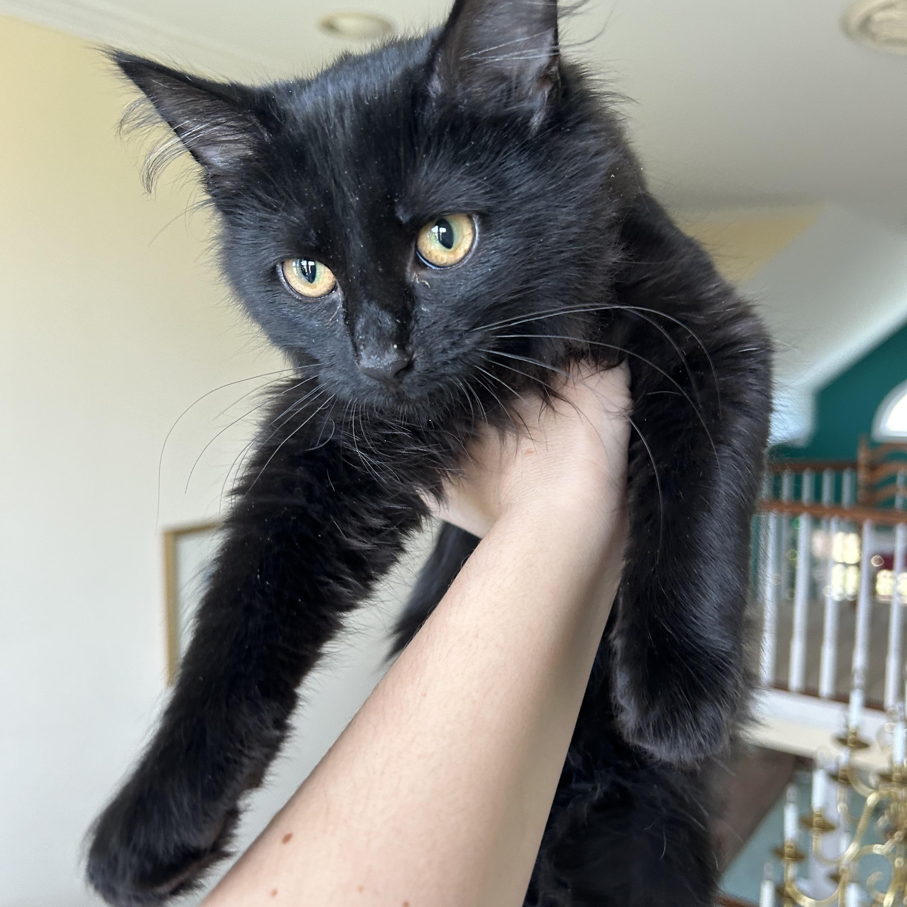 Enlarge Jonathan , a Adoptable Domestic Long Hair in Fort Oglethorpe, GA image 3/3