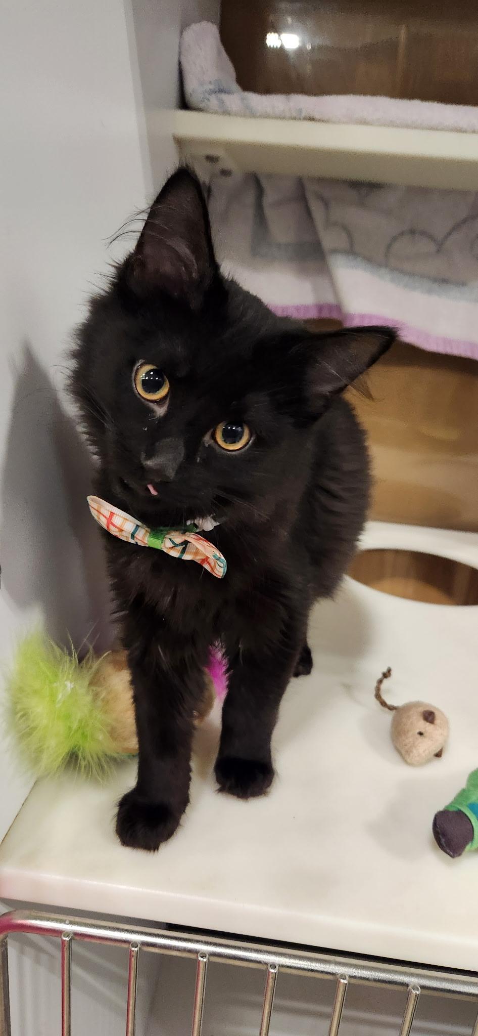 Enlarge Jonathan , a Adoptable Domestic Long Hair in Fort Oglethorpe, GA image 1/3