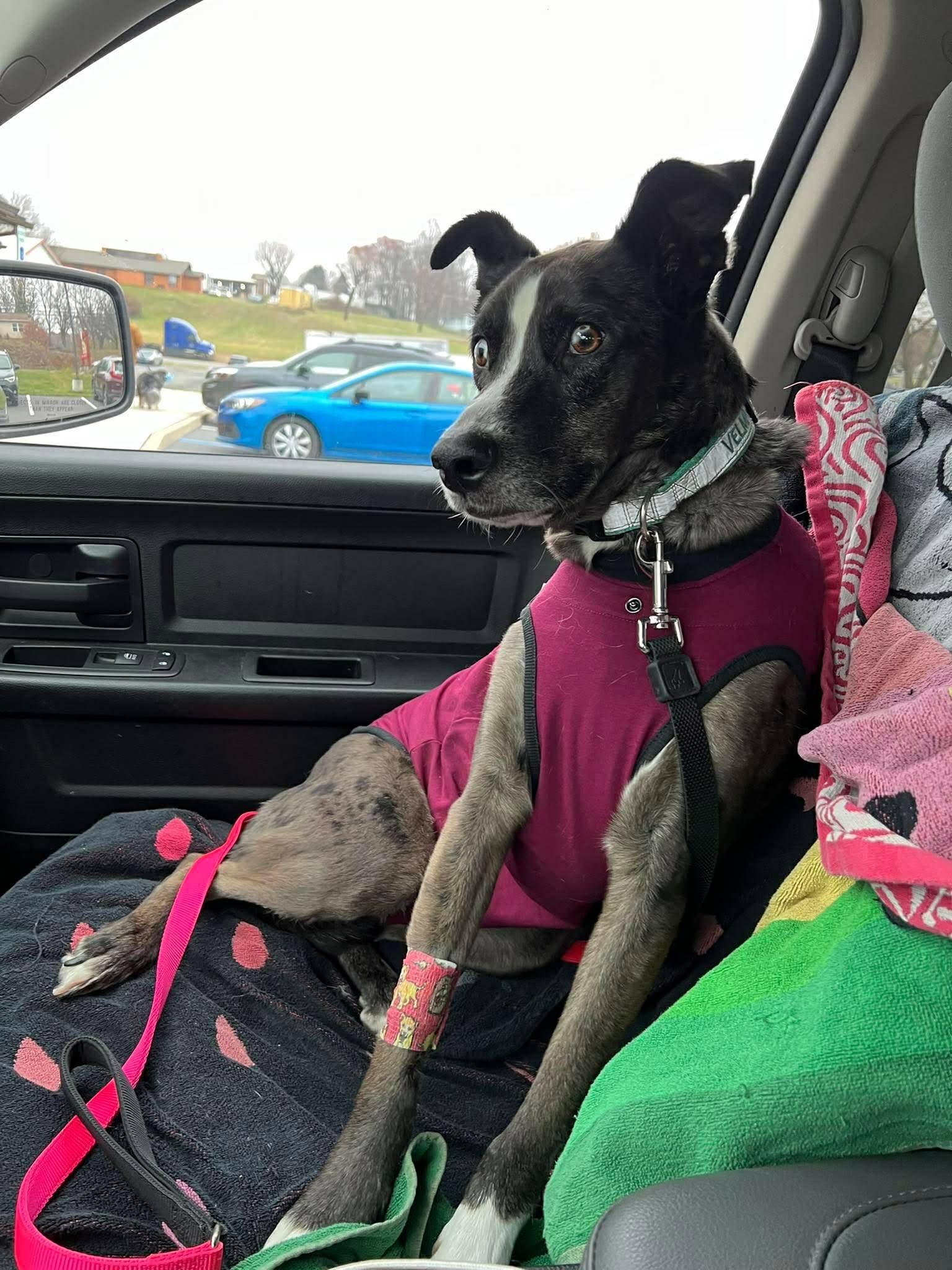 Velma, ADOPTABLE, Adult Female Catahoula Leopard Dog.