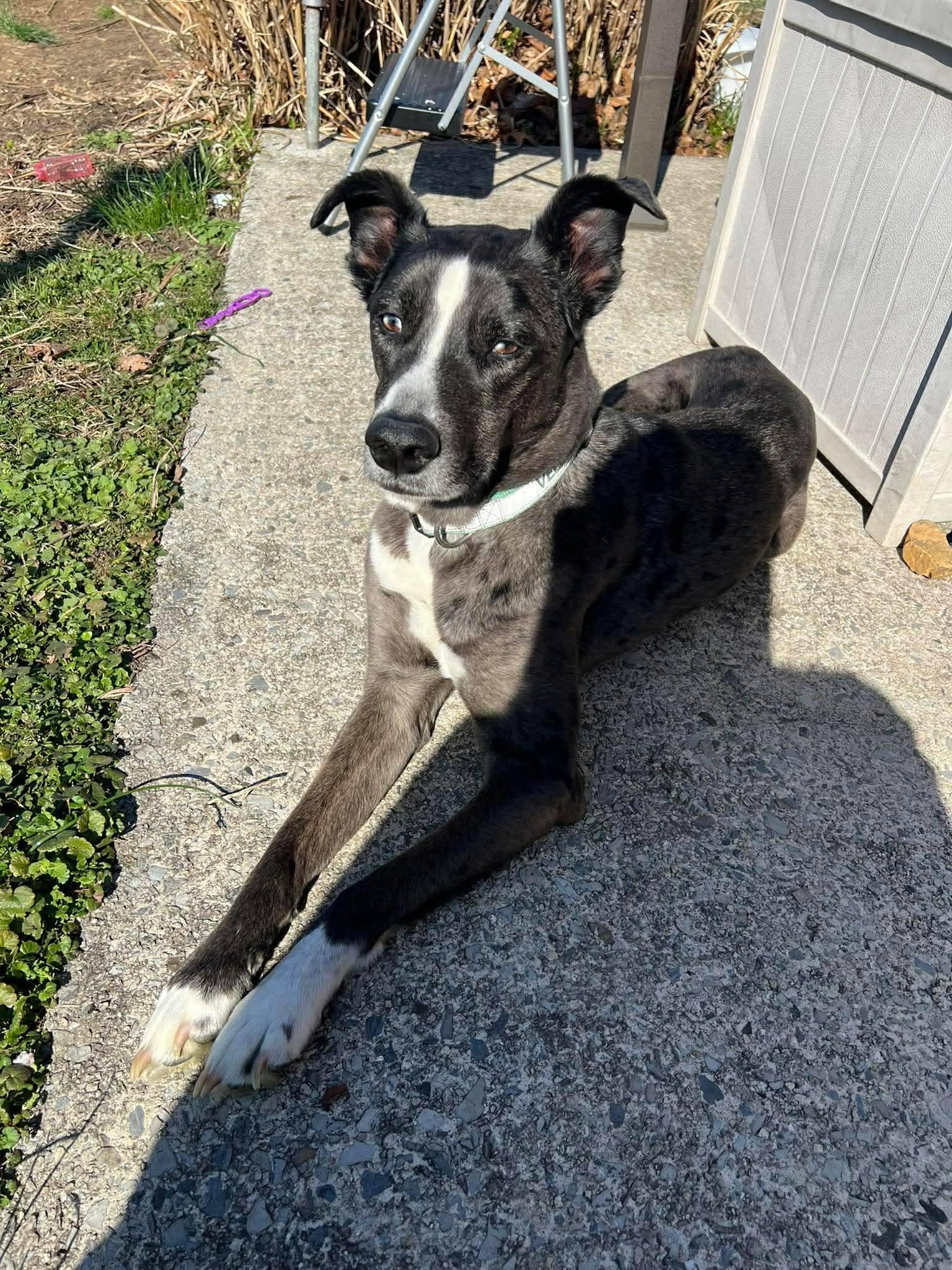 Enlarge Velma, a ADOPTABLE mixed breed in Souderton, PA image 2/2