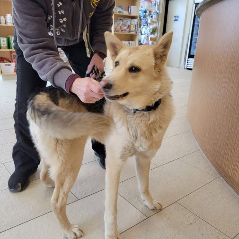 Enlarge Skyla (20231111-11), a Adoptable mixed breed in Fenwick, ON image 2/6