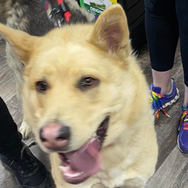 Enlarge Skyla (20231111-11), a Adoptable mixed breed in Fenwick, ON image 4/6