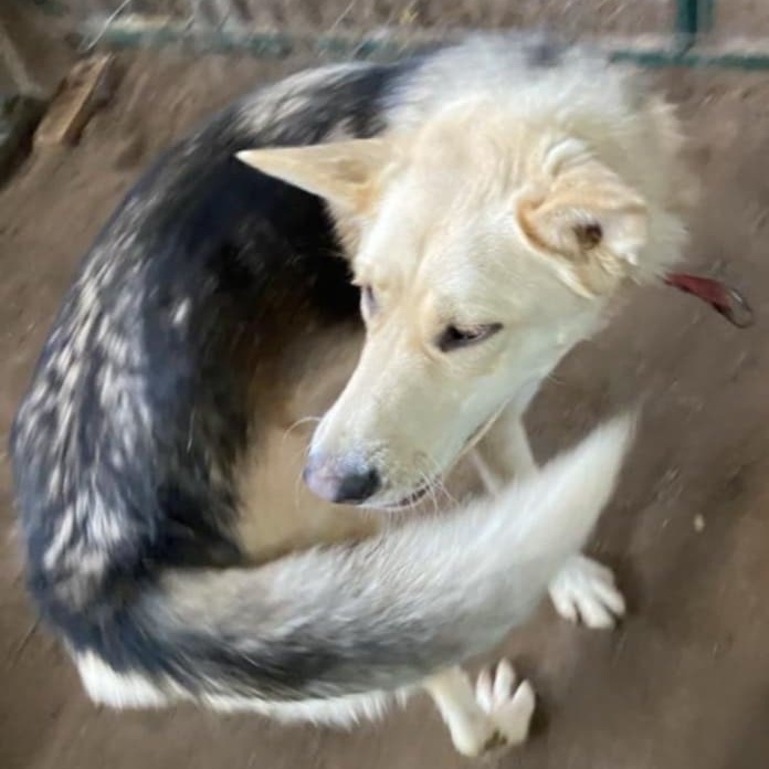 Enlarge Skyla (20231111-11), a Adoptable mixed breed in Fenwick, ON image 6/6