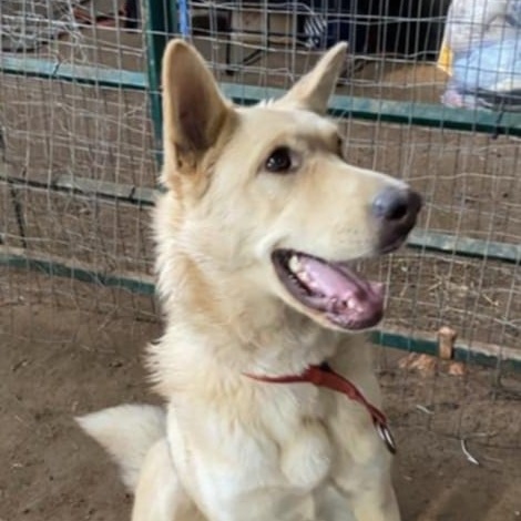 Enlarge Skyla (20231111-11), a Adoptable mixed breed in Fenwick, ON image 5/6