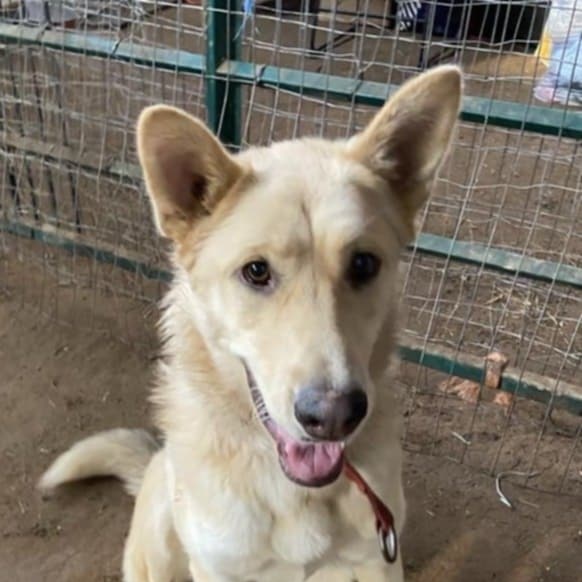 Enlarge Skyla (20231111-11), a Adoptable mixed breed in Fenwick, ON image 1/6