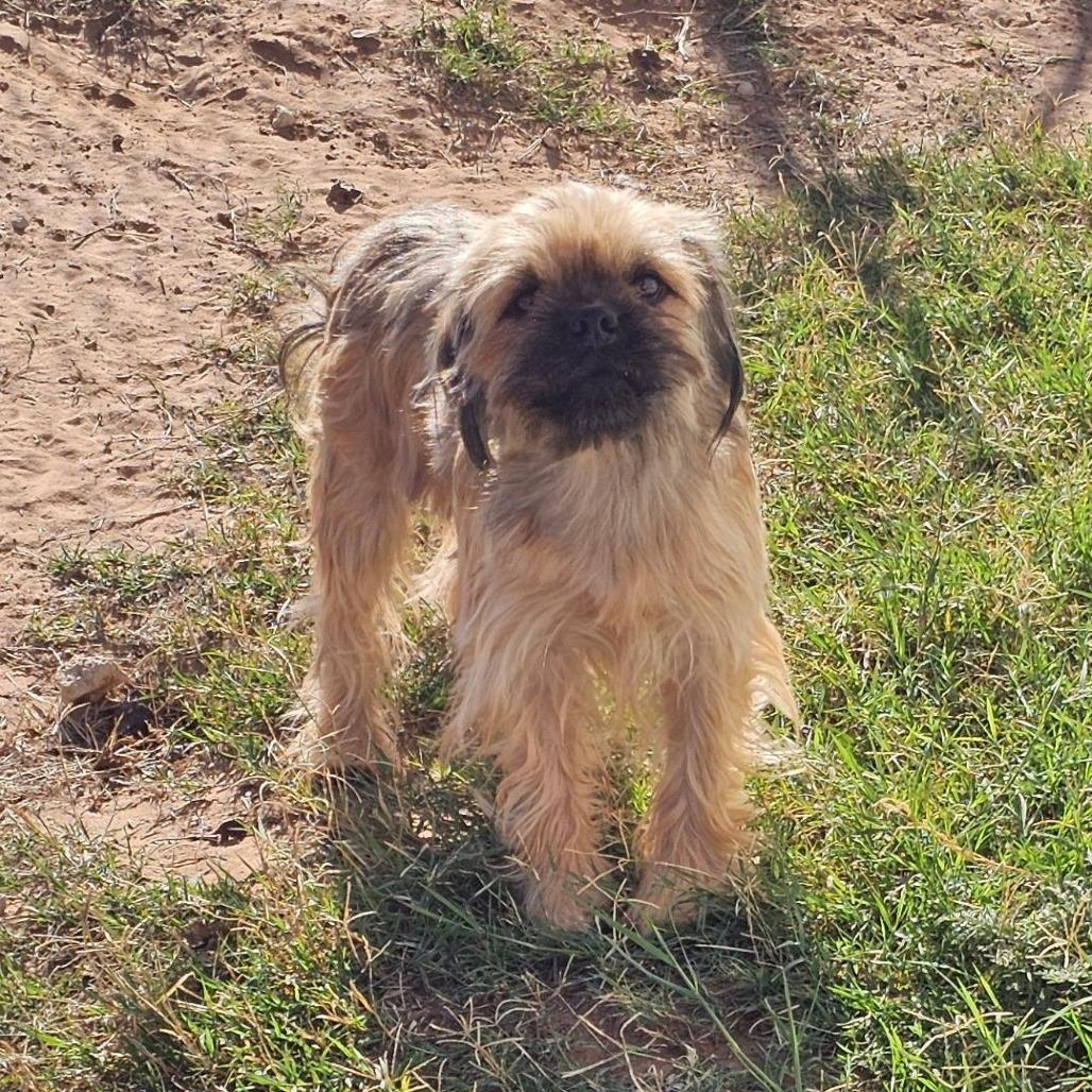 Enlarge Jax, a Adoptable mixed breed in Midland, TX image 1/1
