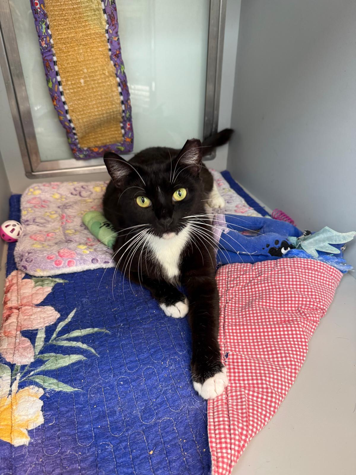 Monse, a Adoptable Tuxedo in Miami Beach, FL image 4/6