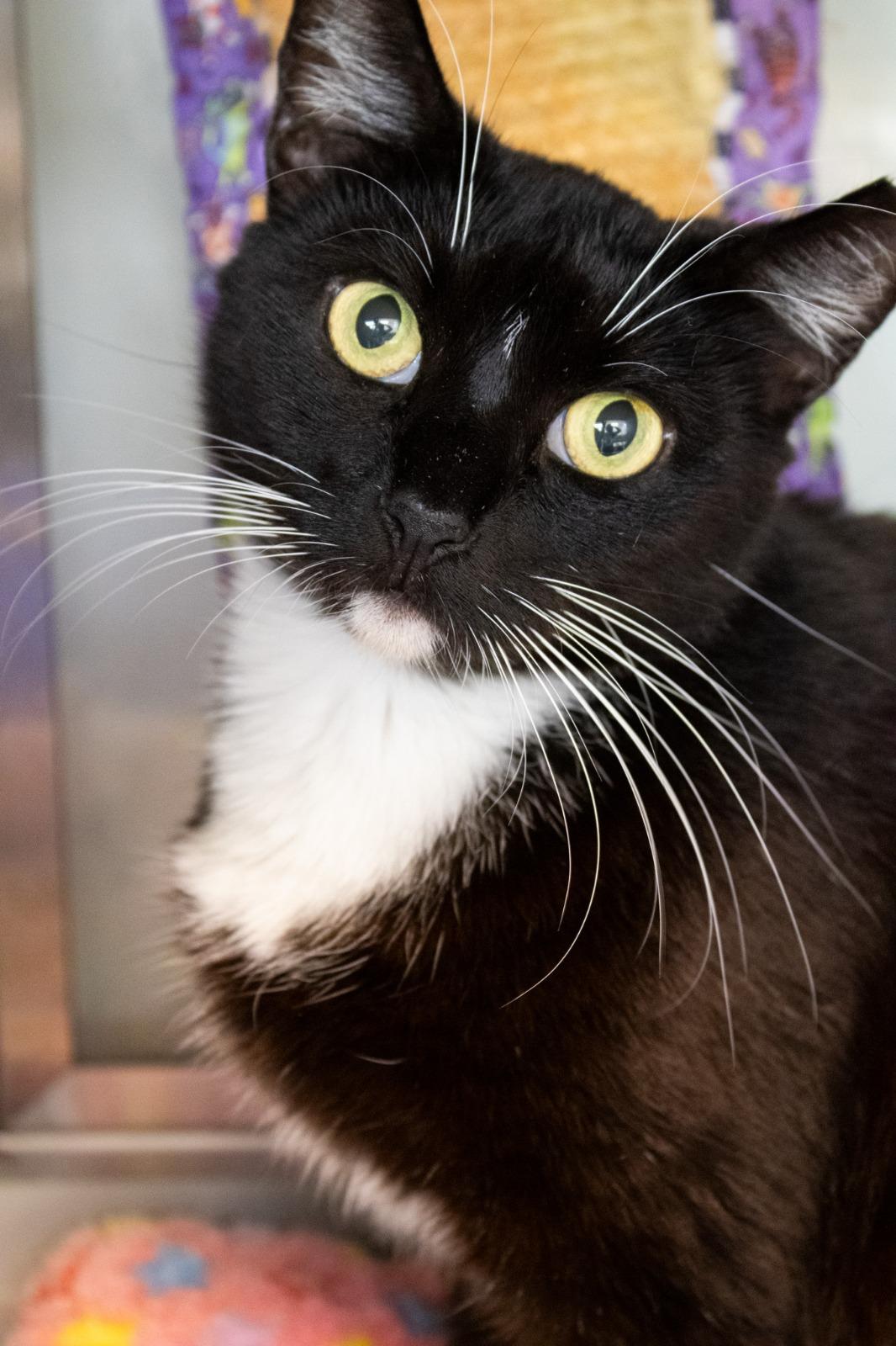 Monse, a Adoptable Tuxedo in Miami Beach, FL image 3/6