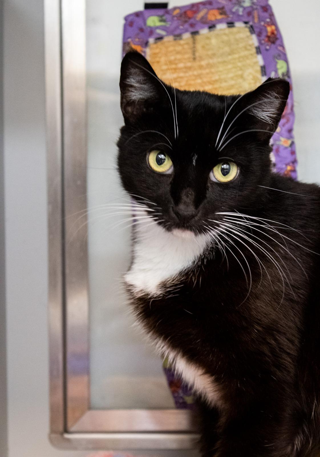 Monse, a Adoptable Tuxedo in Miami Beach, FL image 2/6